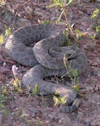 Rattlesnake in a defensive "S" coil