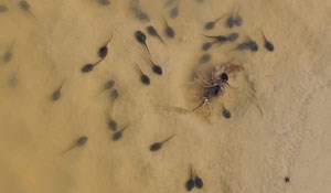 Tadpoles