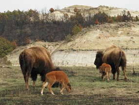 Bison grazing in regrowth