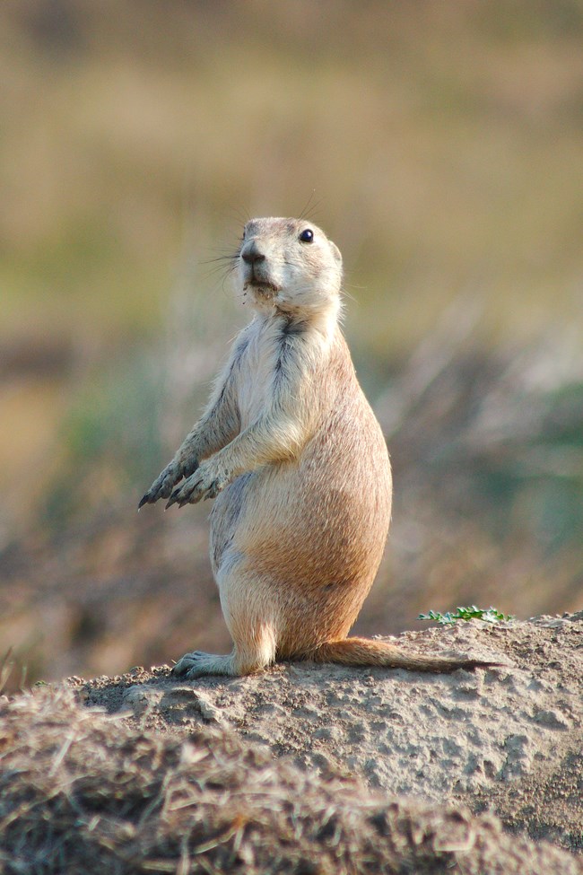 A prairie dog stand upright on top of a burrow entrance