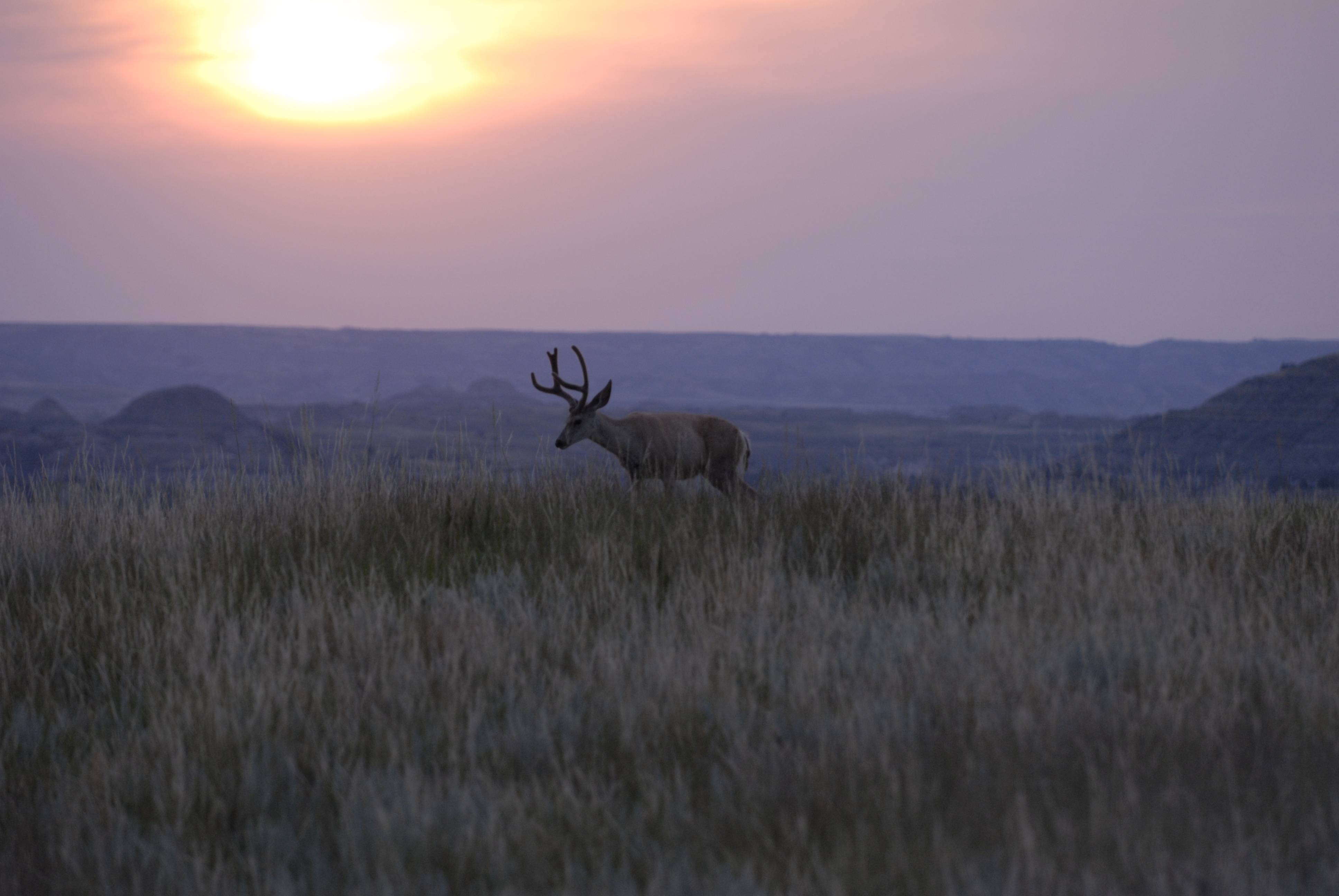 Mule Deer walking across the prairie at sunset