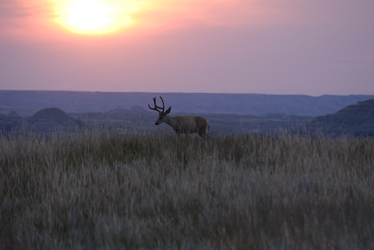 Mule Deer walking across the prairie at sunset