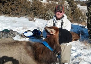 Park staff puts a GPS collar on a tranquilized elk.