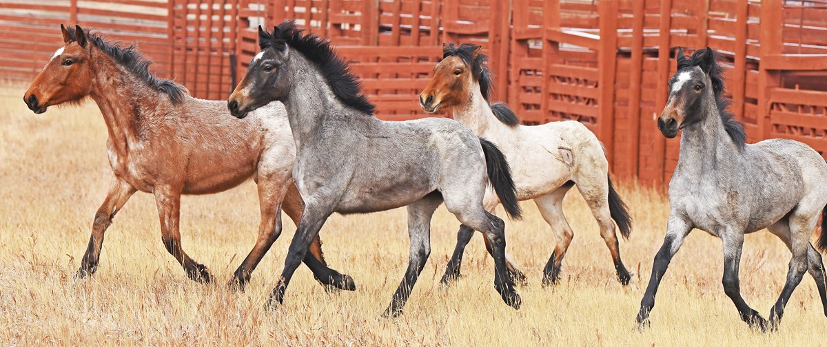 Four young horses trotting in brown grass with fence behind.