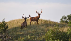 Two bull elk