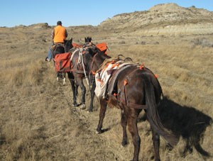 Pack animals are used to transport meat from the elk reduction