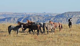 Band of feral horses