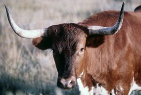 Longhorn steer