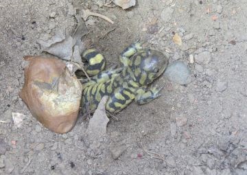 A black and yellow tiger salamander sits half out of a dirt burrow.