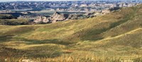 Prairie grass