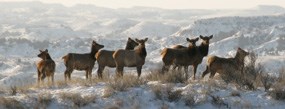 Elk on Ridgeline Trail Elk on Ridgeline Trail