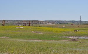 Wildlife with oil development just outside the park boundary