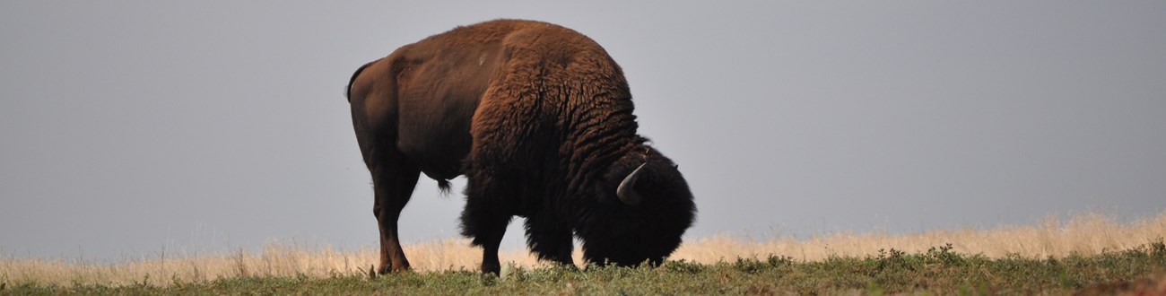 A male bison grazes alone in a prairie dog town