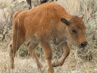 Bison calf