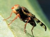 Gallfly, used to control canada thistle