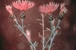 Spotted knapweed