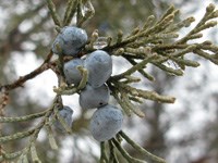 Juniper berries