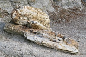 Petrified wood