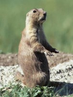 do prairie dogs make noise