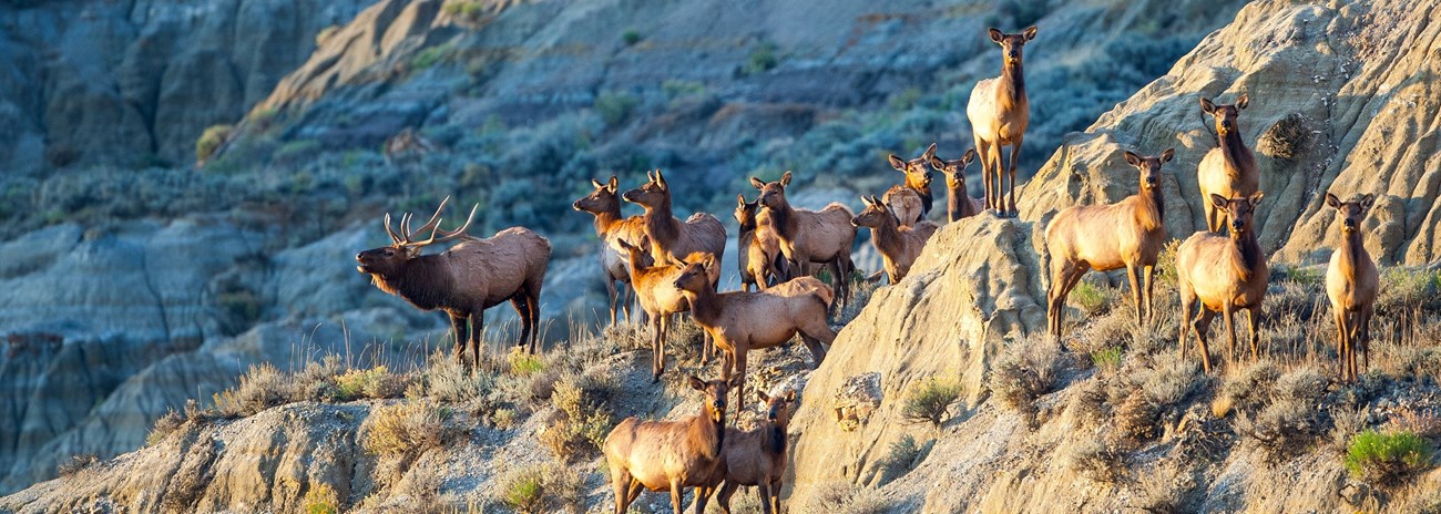 A group of female elk with one bull elk bugling in badlands topography.