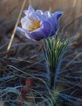 Pasque Flower