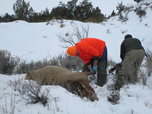 Elk-volunters-in-action-Jan-2011