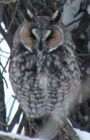 Long-eared owl