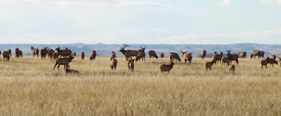 elk