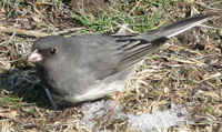 Dark-eyed junco