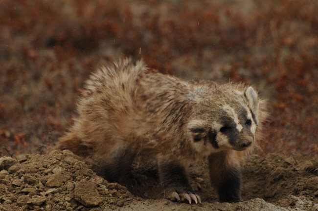 An American badger climbs out of a burrow with messy fur.