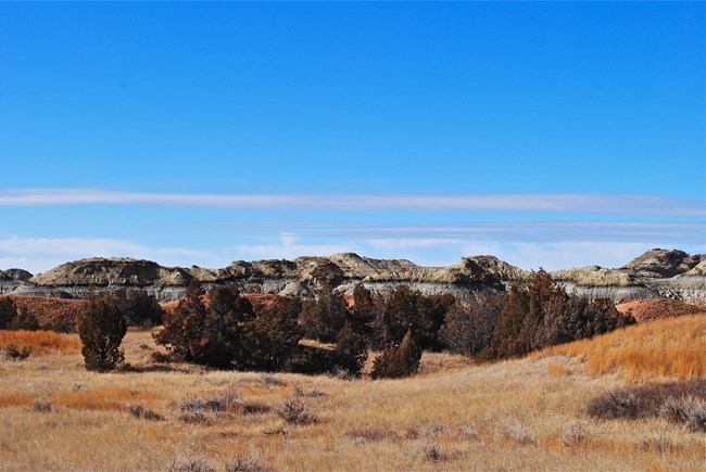 An image of a dry grassland with scattered trees. In the background, a line of buttes is visible with a thick, black line of lignite coal running along the center.