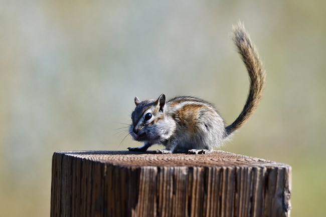 A chipmunk with full cheeks on a tree stump.