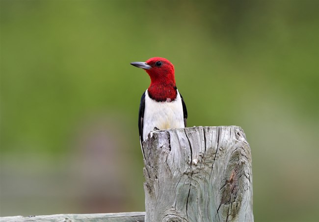 A male Red-headed Woodpecker perched on a fence post.
