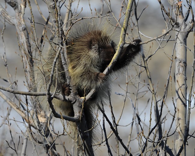 A porcupine in a tree.