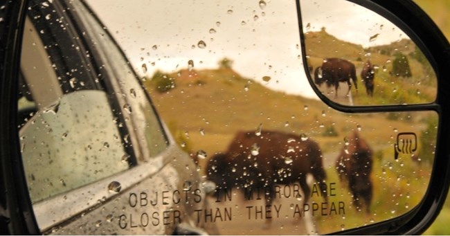Two bison visible through a rainy car rearview mirror.