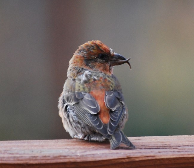 A close-up of a male Red Crossbill.