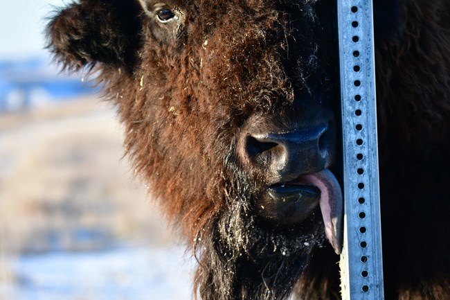 Bison licking a stop sign pole