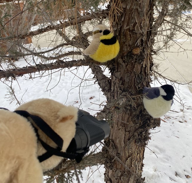 A prairie dog plushie sits in a tree, looking through binoculars at two bird plushies - a Western Meadowlark and a Black-capped Chickadee.