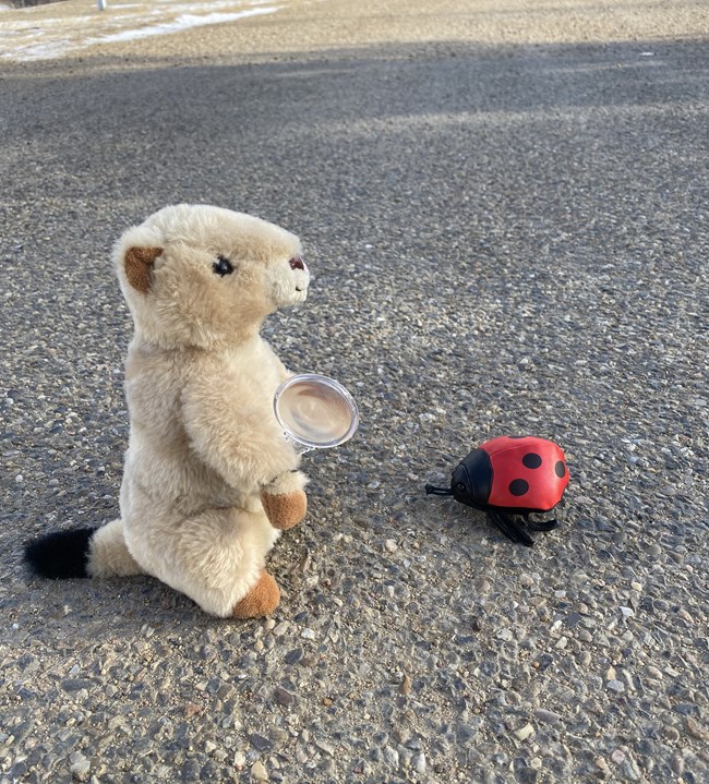 A prairie dog plushie holds a magnifying glass and admires a ladybug plushie on the ground.