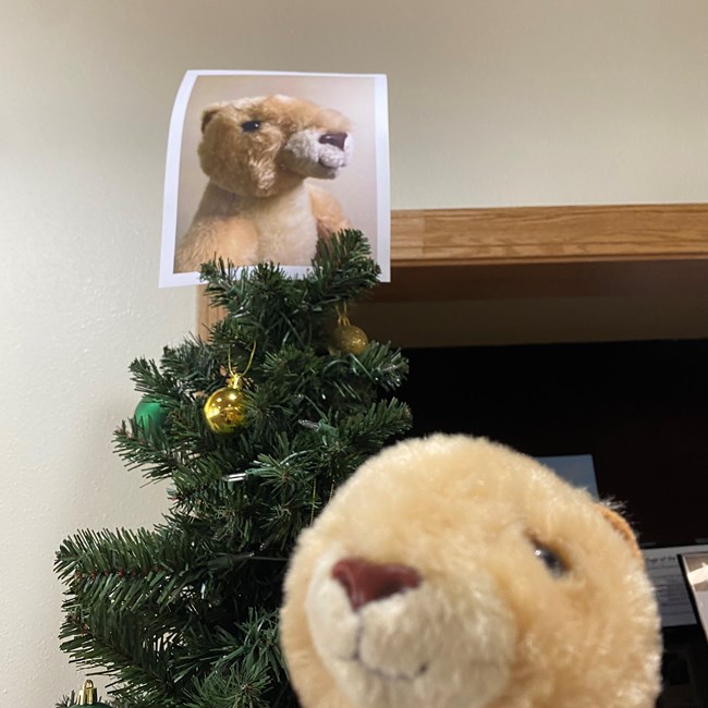A prairie dog plushie takes a selfie in front of a decorated Christmas tree with a picture of himself on the top.