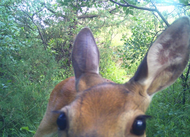 A trail camera photo of the top of a white-tailed deer's face.