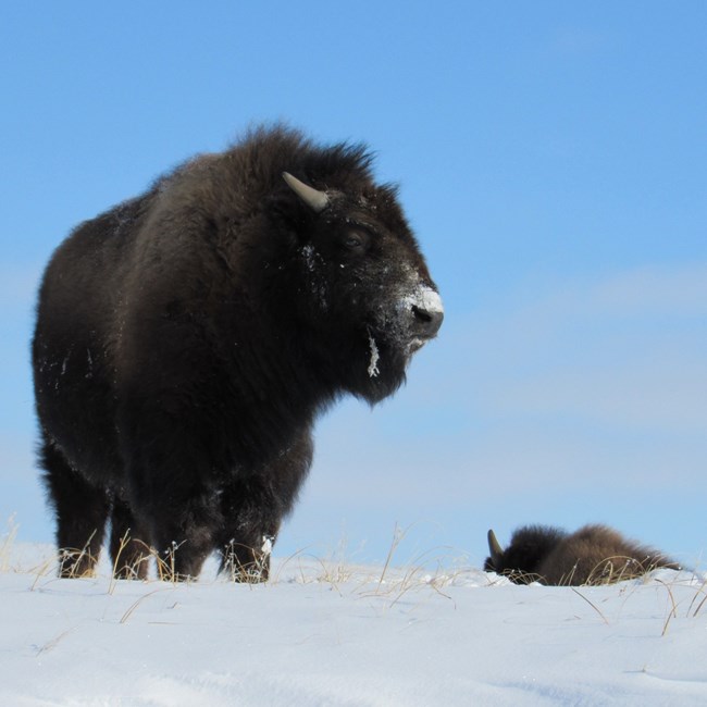 A bison stands in a snowy plain with another bison barely visible in the background.