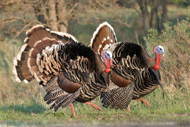 Two turkeys walk side by side across the prairie.