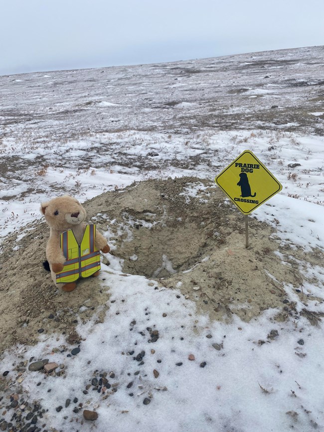 A prairie dog plushie wearing a safety vest stands by a snowy prairie dog hole, next to a sign that says, "prairie dog crossing".
