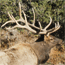 Elk Management Plan