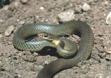 Yellow-bellied racer