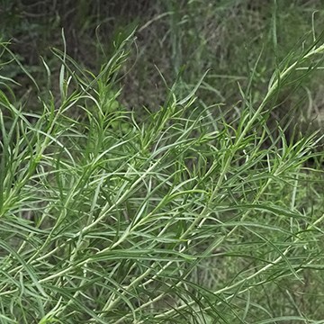 long delicate stems of rabbit brush covered in long, slender green leaves.