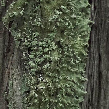 A rough, curly coating of mint-green lichen growing on grey tree bark