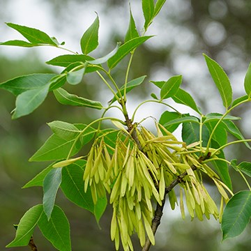 clusters of yellow, oblong seeds hang from a branch with bright green simple shaped leaves
