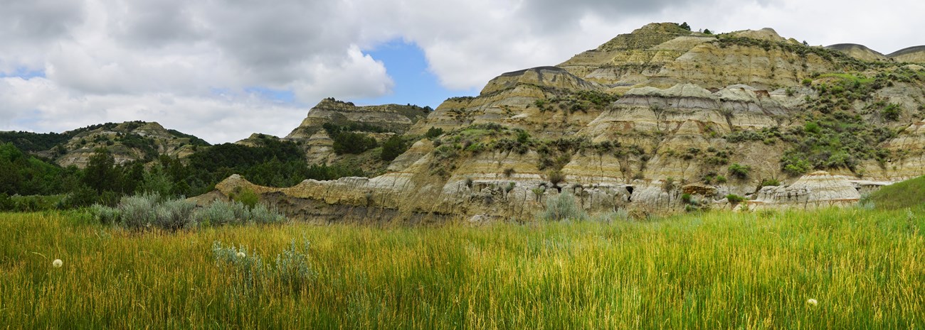 A swath of tall green and yellow grass in front of colorfully striped badlands buttes